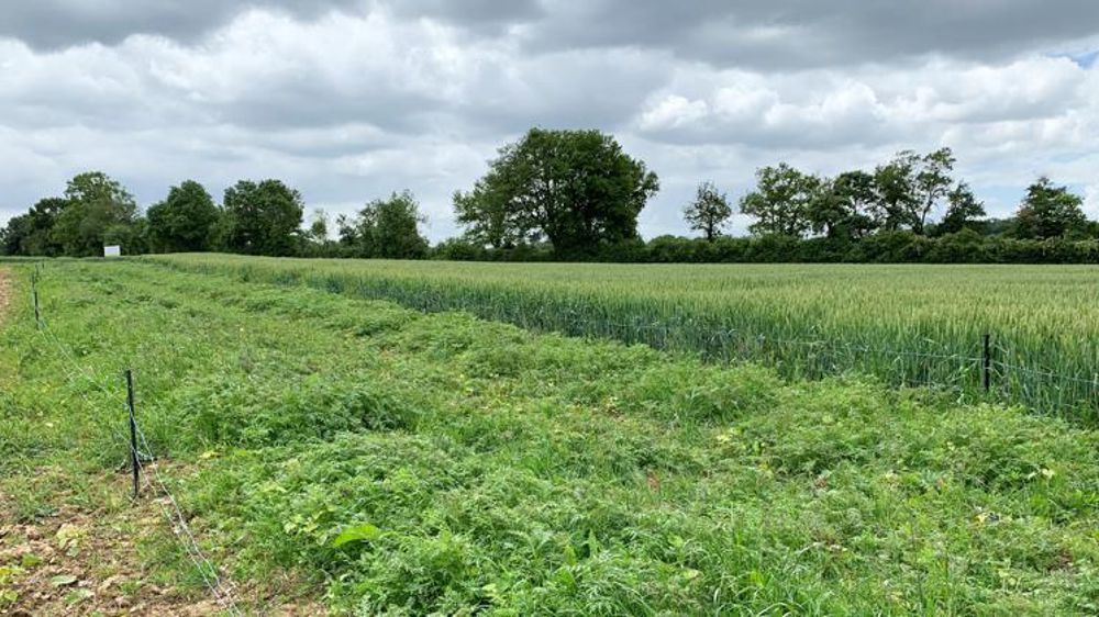 La bande fleurie a été implantée au mois de mars, entre deux parcelles cultivées (blé et maïs pour la campagne en cours). Fin mai, les premières fleurs de sarrasin sont observées. © C. Salmon